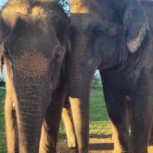 Emotion Planet voyage thailande refuge éléphants soins