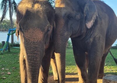 Emotion Planet voyage thailande refuge éléphants soins