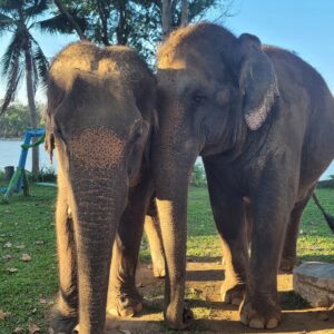 Emotion Planet voyage thailande refuge éléphants soins