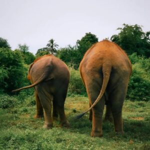 Emotion Planet voyage thailande refuge éléphants soins nature