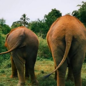 Emotion Planet voyage thailande refuge éléphants soins nature