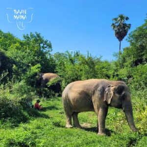 Emotion Planet voyage thailande refuge éléphants sonothérapie nature
