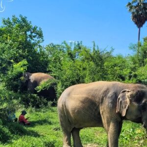 Emotion Planet voyage thailande refuge éléphants sonothérapie nature