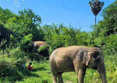Emotion Planet voyage thailande refuge éléphants sonothérapie nature