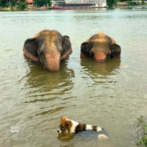 Emotion Planet voyage thailande refuge éléphants sons sacrés bain