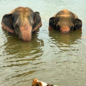 Emotion Planet voyage thailande refuge éléphants sons sacrés bain