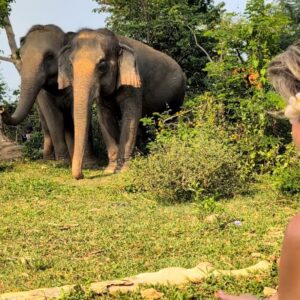 Emotion Planet voyage thailande refuge éléphants sons sacrés nature