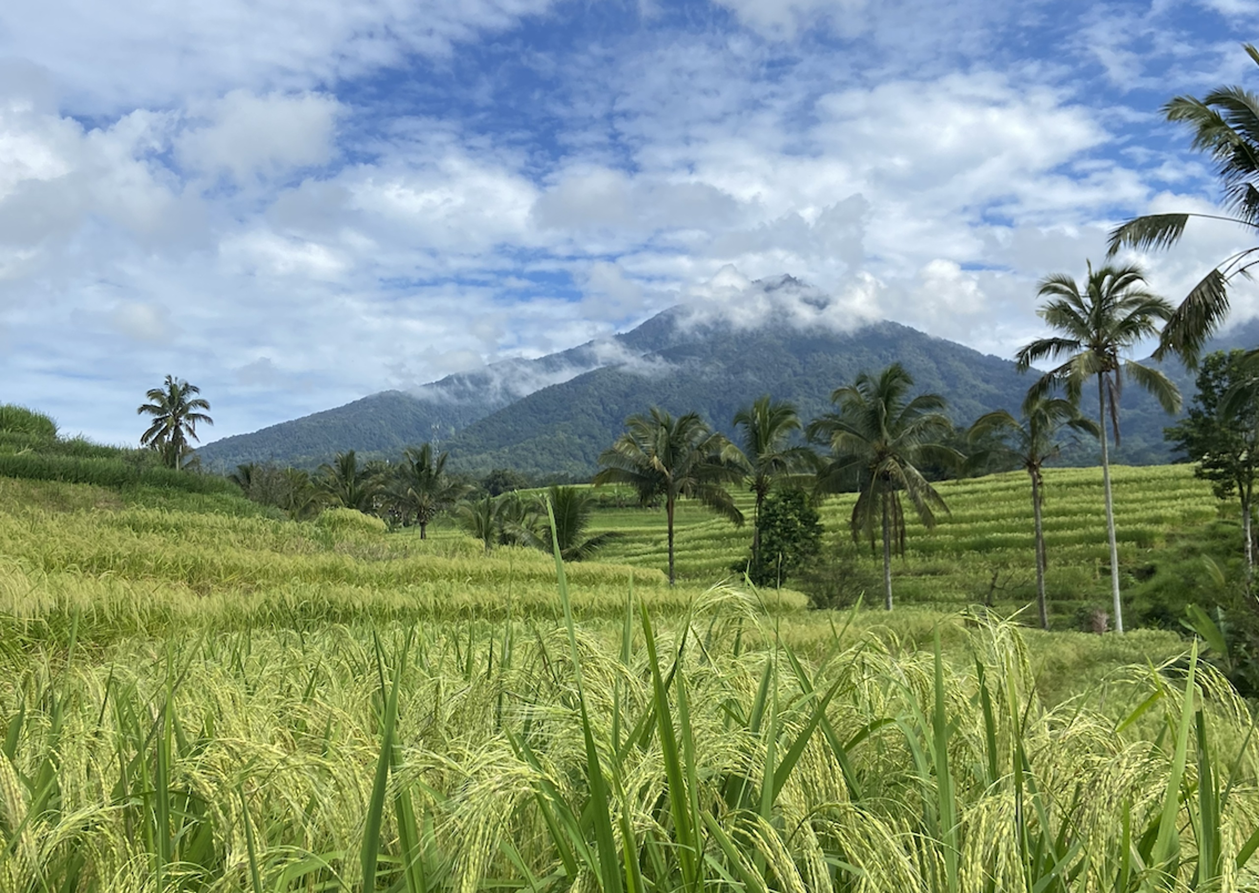 EmotionPlanet-voyages-Asie-Indonésie-Bali-rizières