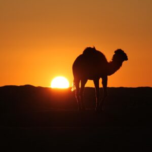 Emotion planet voyage scolaire solidaire engagé tunisie rurale ferme ecoresponsable désert