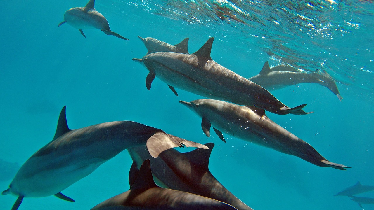 Emotion planet voyage Egypte Dauphins dev perso