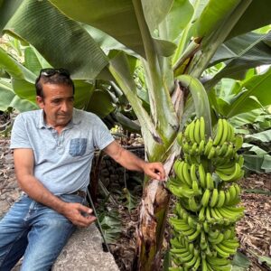 EmotionPlanet-voyages-Europe-Espagne-laGomera-bananier