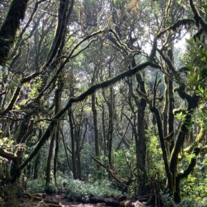 EmotionPlanet-voyages-Europe-Espagne-laGomera-paysages