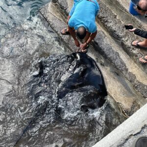 EmotionPlanet-voyages-laGomera-raie