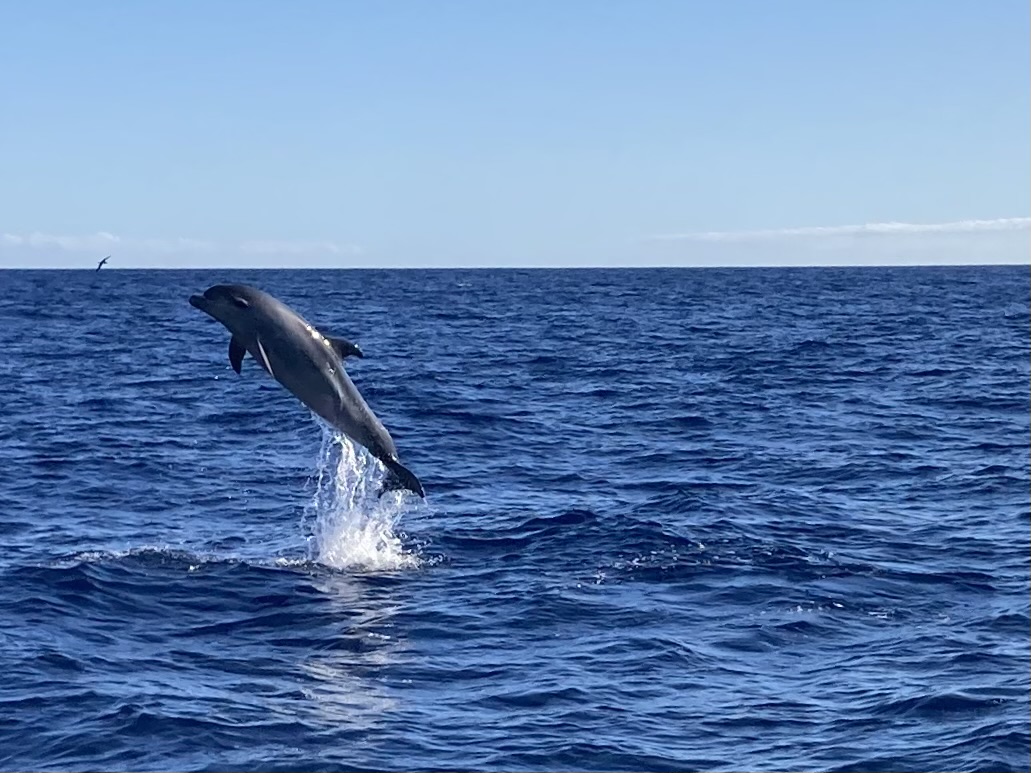 EmotionPlanet-voyages-Espagne-laGomera-dauphin