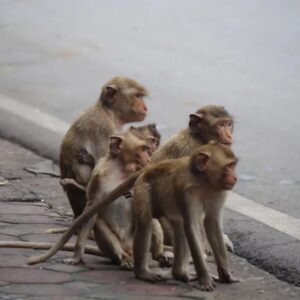 EmotionPlanet-Voyages-Asie-Thaïlande-singes