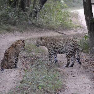 EmotionPlanet-voyages-Asie-SriLanka-Guépards