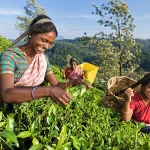 EmotionPlanet-voyages-Asie-SriLanka-thé
