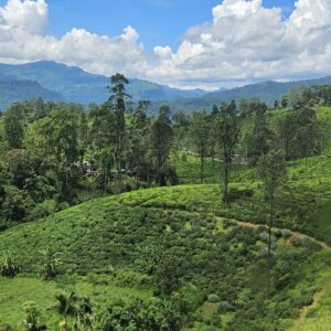 EmotionPlanet-voyages-Asie-SriLanka-vueNuwaraeliya