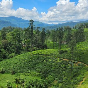 EmotionPlanet-voyages-Asie-SriLanka-vueNuwaraeliya