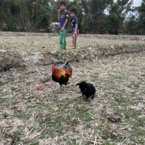 EmotionPlanet-voyages-Asie-Thailande-Pen-homestay-enfants-animaux