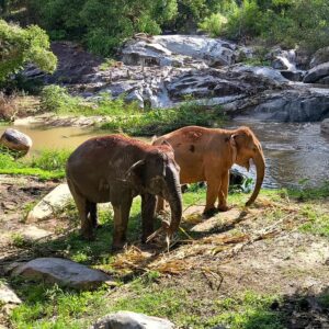 EmotionPlanet-voyages-Asie-Thaïlande-nord-éléphants
