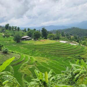 EmotionPlanet-voyages-Asie-Thaïlande-nord-rizières