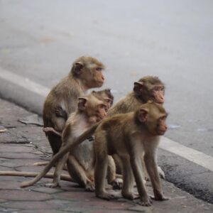 EmotionPlanet-voyages-Asie-Thaïlande-nord-singes