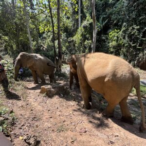 EmotionPlanet-voyages-Asie-Thailande-sanctuaire-éléphant-2