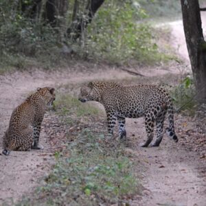 EmotionPlanet-voyages-Asie-SriLanka-Safari