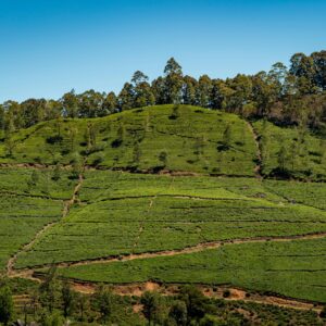 EmotionPlanet-voyages-Asie-SriLanka-Thé