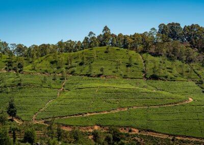 EmotionPlanet-voyages-Asie-SriLanka-Thé