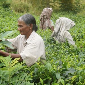EmotionPlanet-voyages-Asie-SriLanka-Thé