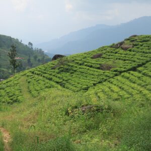 EmotionPlanet-voyages-Asie-SriLanka-Thé
