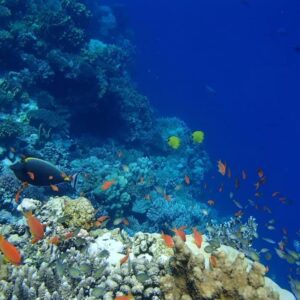 Emotion-planet-voyage-nage-dauphin-son-vibratoire-poissons