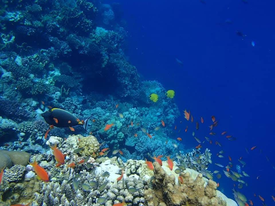 Emotion-planet-voyage-nage-dauphin-son-vibratoire-poissons