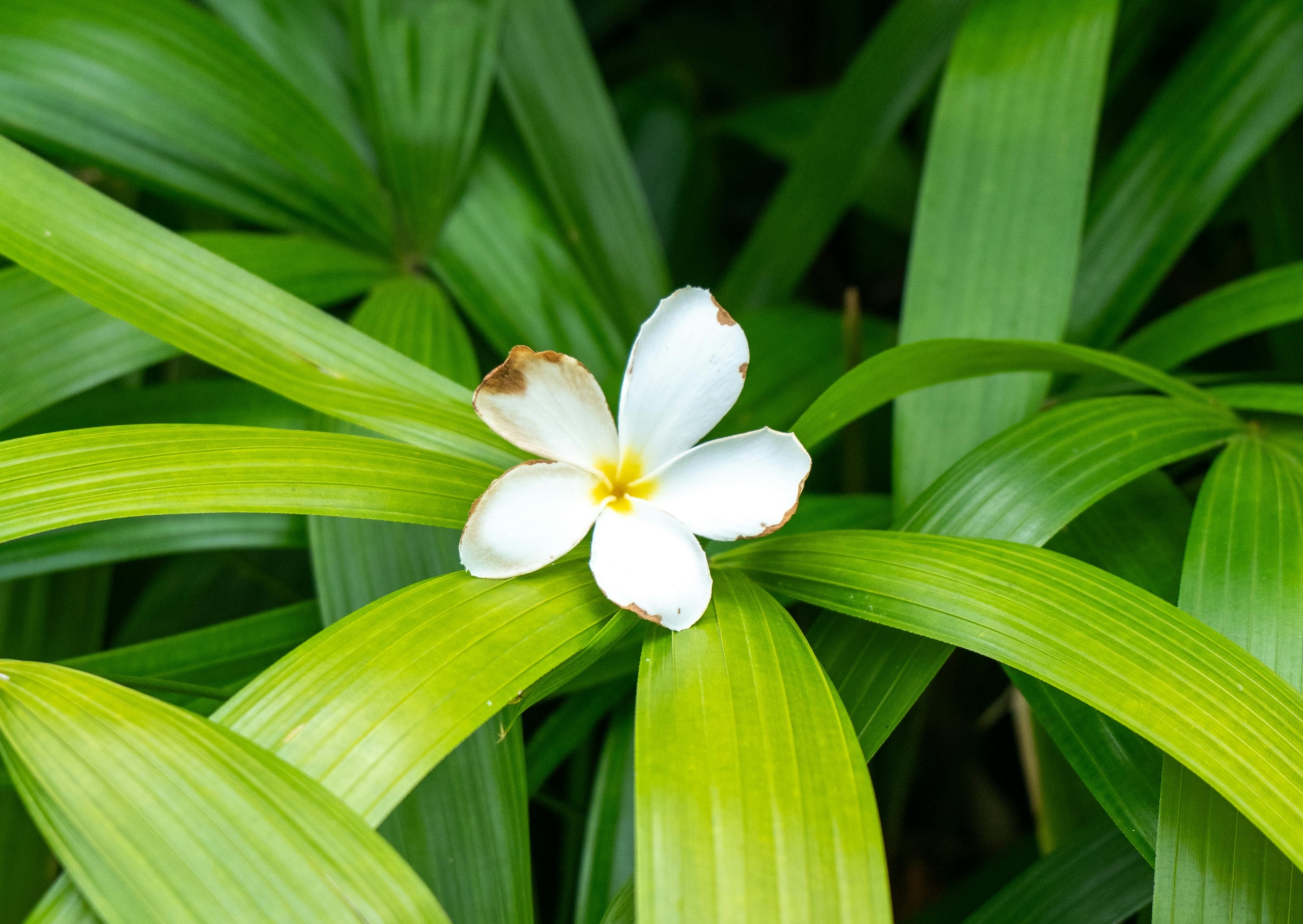 EmotionPlanet-Voyages-Immersion-Asie-Bali-massage-fleur