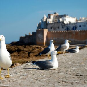 Emotion-Planet-voyage-maroc-retraite-essaouira-pause