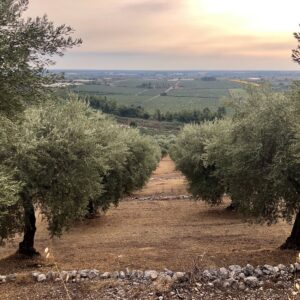 Emotion planet voyage vers soi lent à pied nature rencontre oliviers