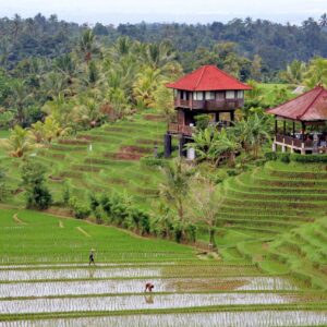 Emotion Planet Bali retraite féminin sacré rizière
