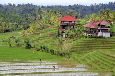 Emotion Planet Bali retraite féminin sacré rizière